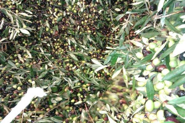 Olive appena raccolte pronte per la frangitura in frantoio