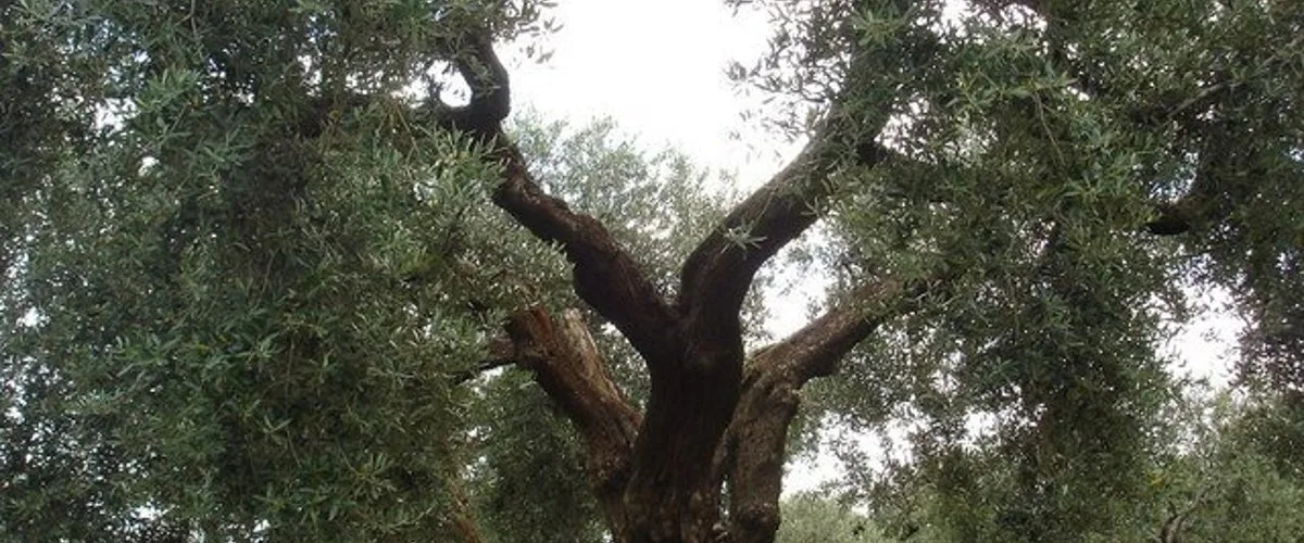Uliveto pugliese in produzione, filari di ulivi a Torremaggiore