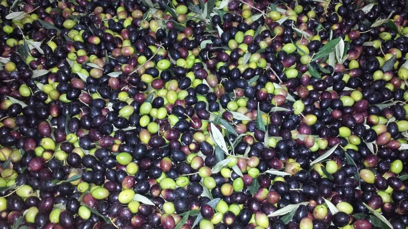 Frantoio pugliese Olio Cristofaro dove vengono lavorate le olive Peranzana