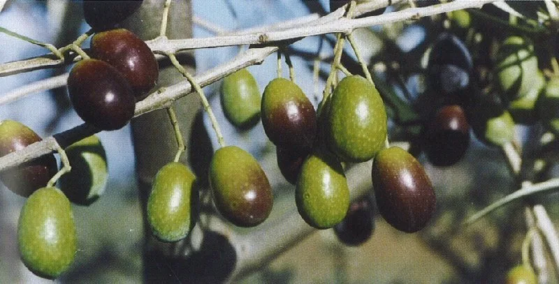 Filari di ulivi tra le diverse cultivar coltivate in Capitanata
