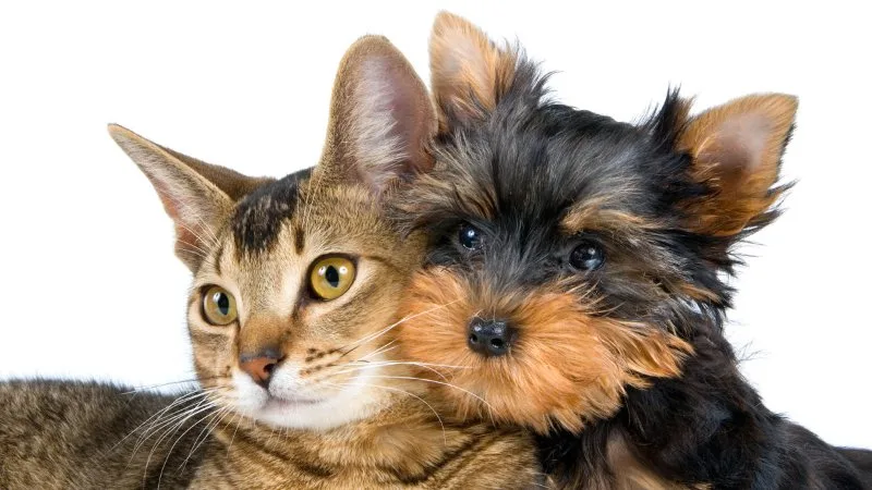 Cane e gatto vicino a una ciotola con olio extravergine di oliva