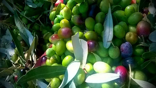 Casse di olive verdi pugliesi pronte per la lavorazione a Torremaggiore