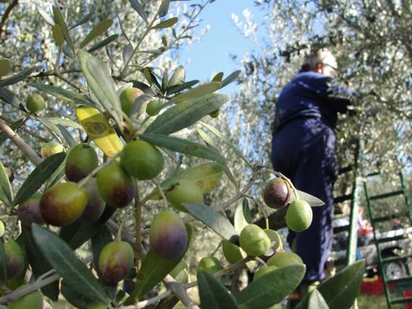 Sistemi meccanici di raccolta delle olive pronti per il trasporto
