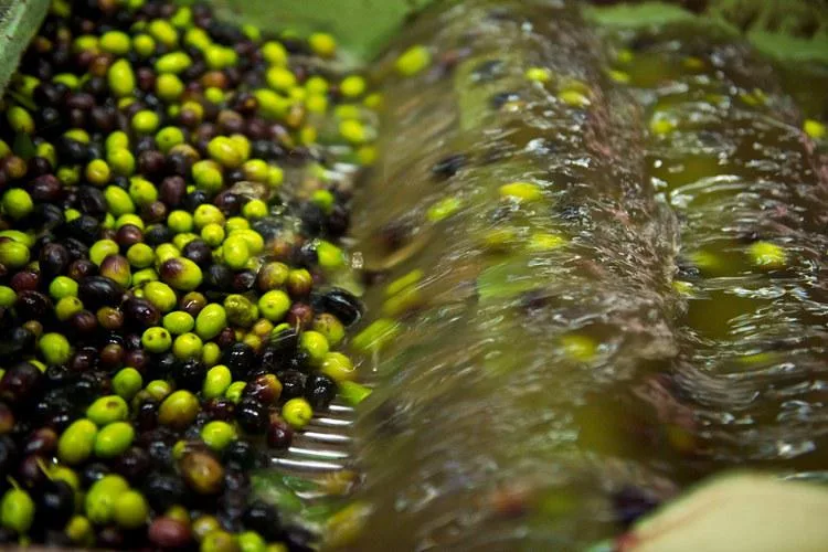 Lavorazione delle olive in frantoio: dall'oliva si ottiene molto più che olio