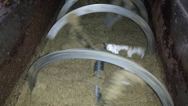 Impasto di olive appena molite in frantoio, fase iniziale della produzione dell'olio extra vergine