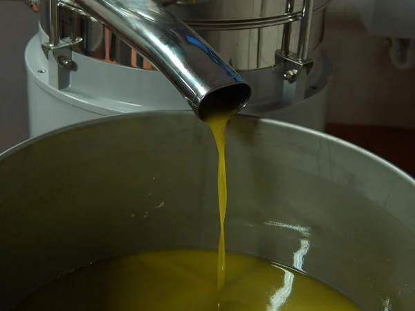 Bottiglie di olio extravergine appena confezionate in frantoio