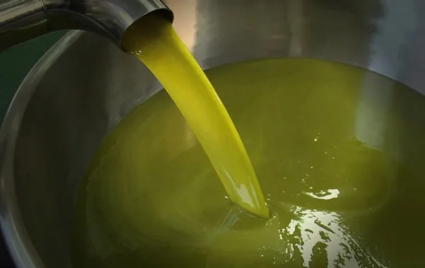Olive pugliesi appena raccolte pronte per la spremitura in frantoio