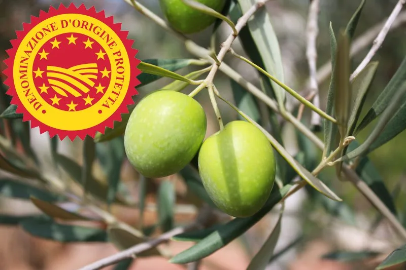 Ulivi e olive della cultivar Peranzana nella campagna di Torremaggiore