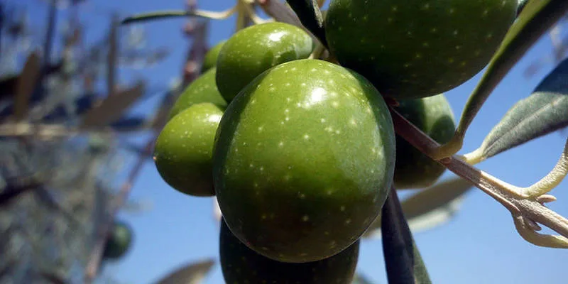 Bottiglia di olio extravergine di oliva Cristofaro, ricco di tocoferoli e Vitamina E