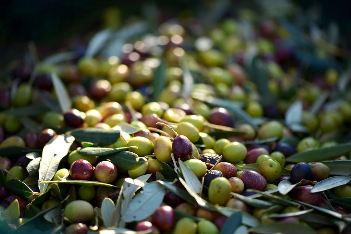 Olive Peranzana appena raccolte sulla pianta