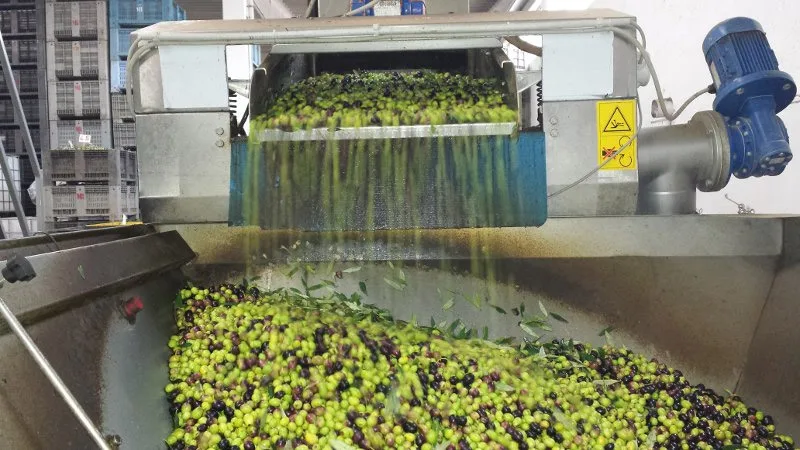 Interno di un frantoio pugliese durante la spremitura delle olive