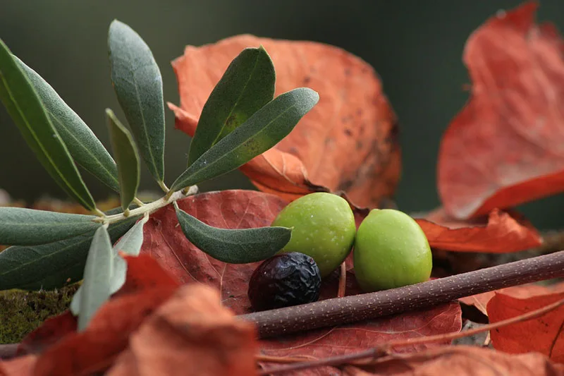 Olive fresche appena raccolte, ricche di acqua, grassi buoni e vitamine