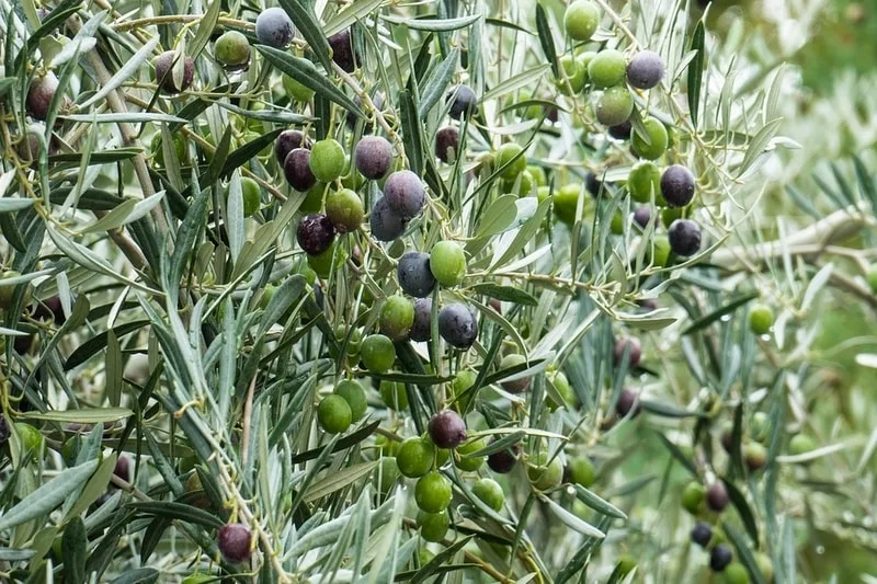 Olio extravergine pugliese versato accanto a olive del Gargano