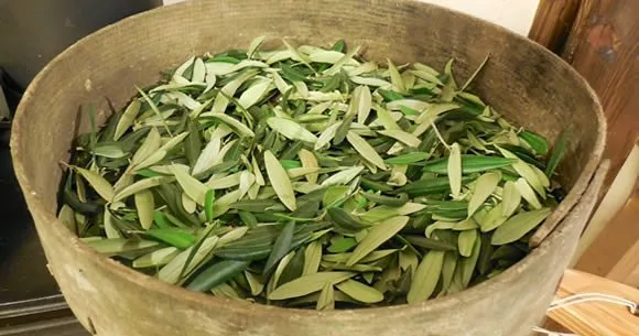 Foglie di olivo raccolte per la preparazione di creme e tisane