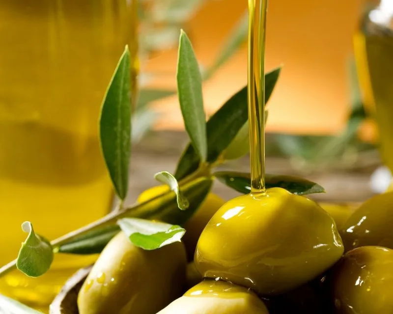 Olive raccolte per la produzione di olio extravergine biologico