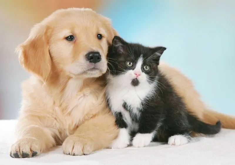 Olio di oliva usato come rimedio naturale contro le zecche su cani e gatti