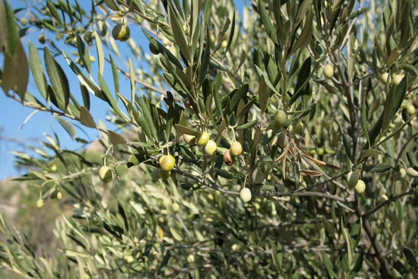 Cassoni di olive appena raccolte pronte per la molitura in frantoio