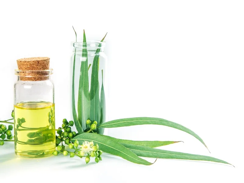 Foglie di eucalipto e olio extravergine di oliva pronti per l'infusione