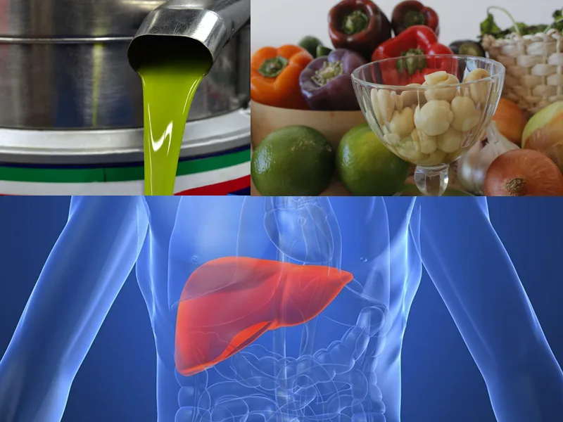 Rappresentazione del fegato, organo colpito dalla steatosi epatica