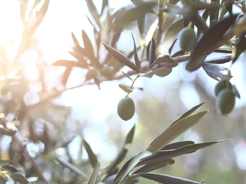 Bottiglia di olio di oliva mosto, torbido e opalescente, appena spremuto