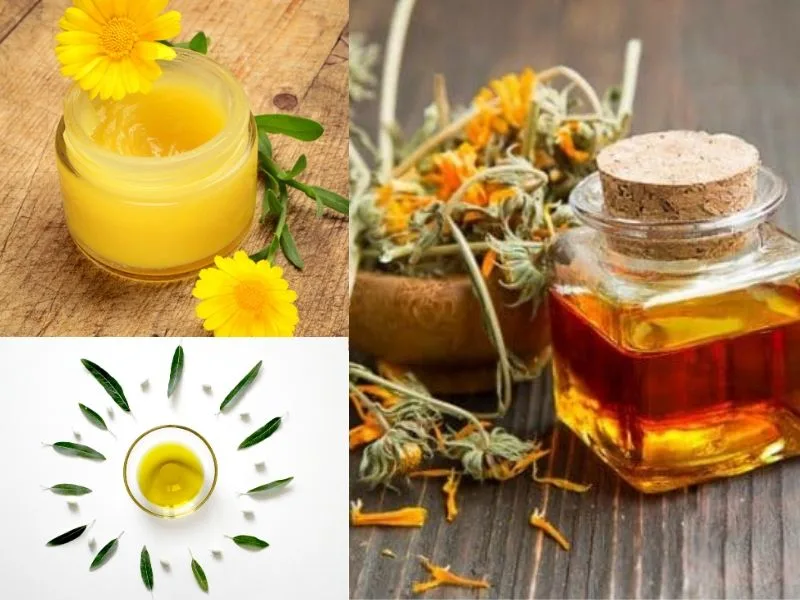 Fiori di calendula essiccati pronti per la macerazione in olio d'oliva