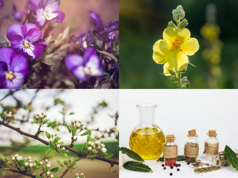 Fiori ed erbe medicinali raccolte per preparare oli curativi fatti in casa