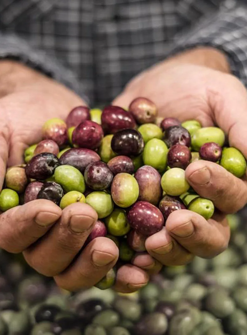 Drupe di oliva Coratina appena raccolte