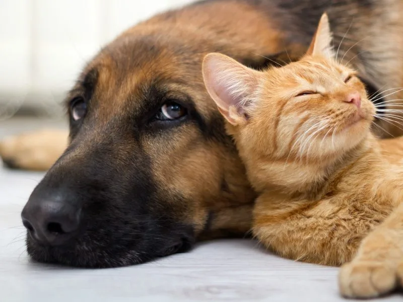 Cane e gatto sdraiati insieme, il loro benessere passa anche dall'alimentazione