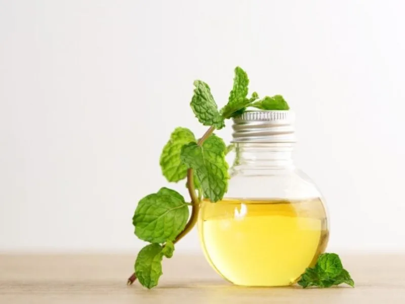 Foglie di menta piperita fresca in un barattolo di vetro con olio extravergine di oliva
