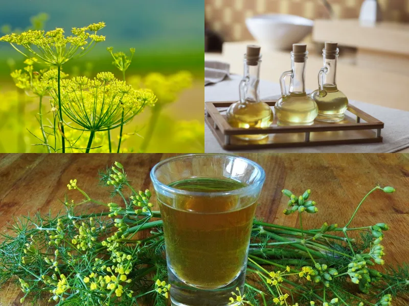 Olio extravergine aromatizzato con rametti di finocchietto selvatico