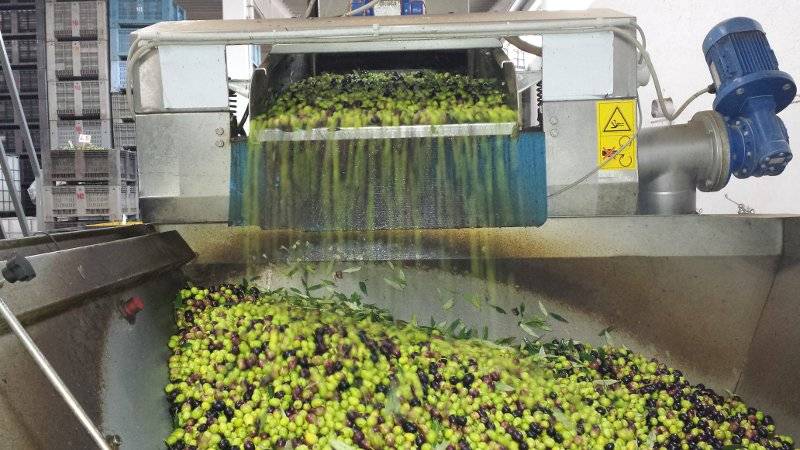 Cassette di olive appena raccolte pronte per la molitura in frantoio