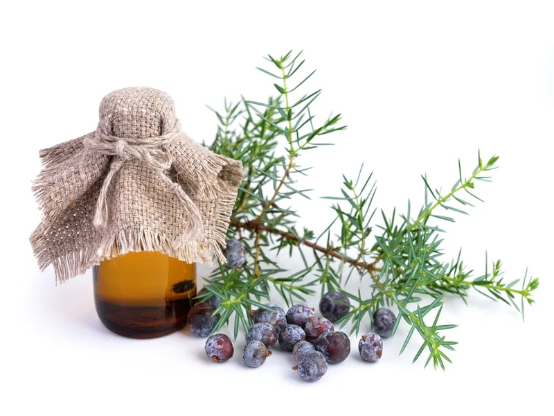 Bottiglia di olio extravergine di oliva aromatizzato con bacche di ginepro e foglie di alloro