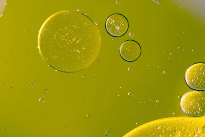 Grappoli di olive appena raccolte, base della composizione trigliceridica dell'olio