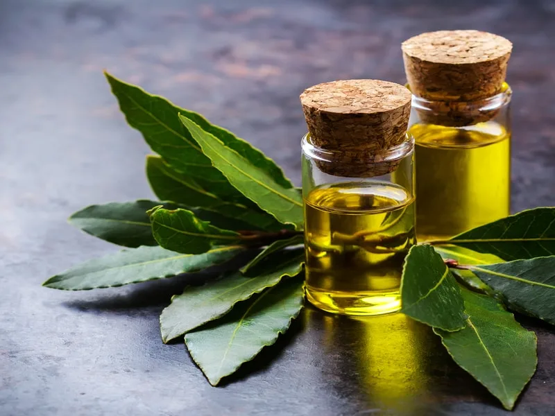 Vasetto di olio extravergine di oliva con foglie di alloro in macerazione