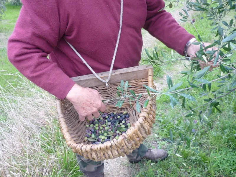 Contadino pugliese che raccoglie le olive per la produzione di olio extravergine