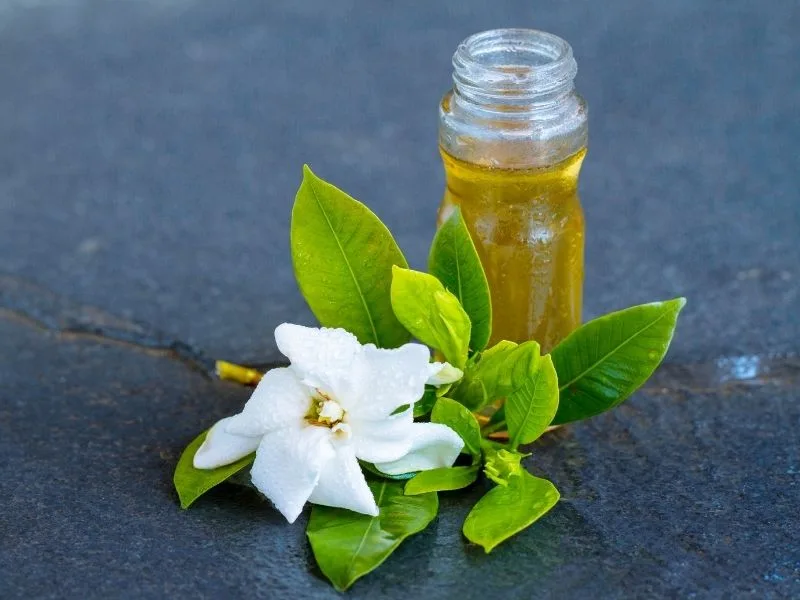 Fiori di gelsomino accanto a una bottiglia di olio extravergine di oliva Cristofaro