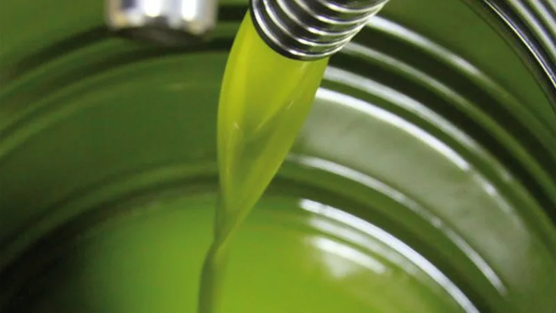 Spremitura dell'olio novello appena franto nel frantoio di Torremaggiore