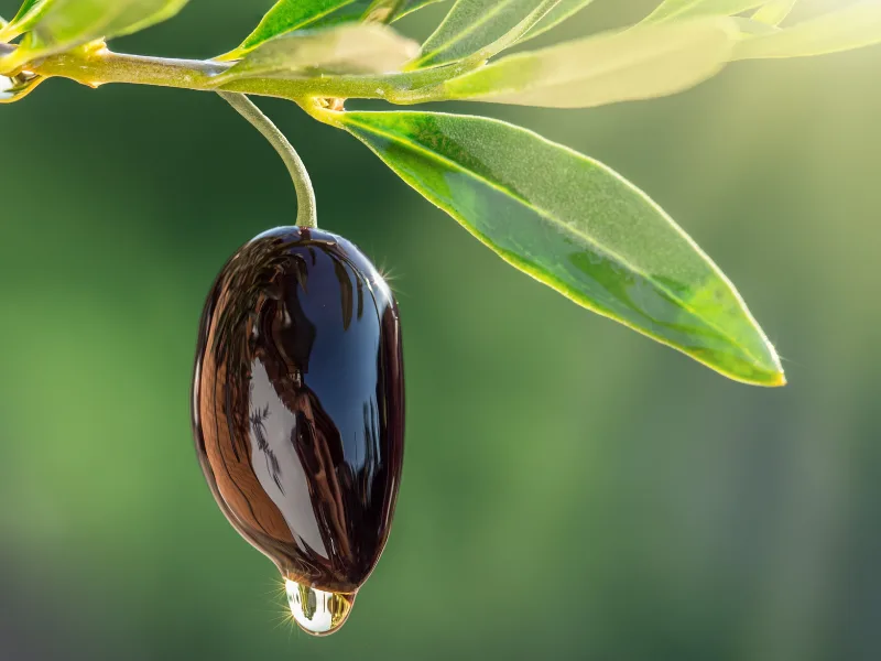 Rami e olive della cultivar Leccino su un ramo d'ulivo