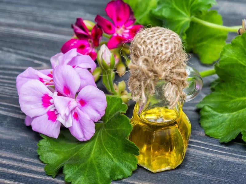 Boccetta di olio essenziale di geranio accanto a una bottiglia di olio extravergine di oliva Cristofaro