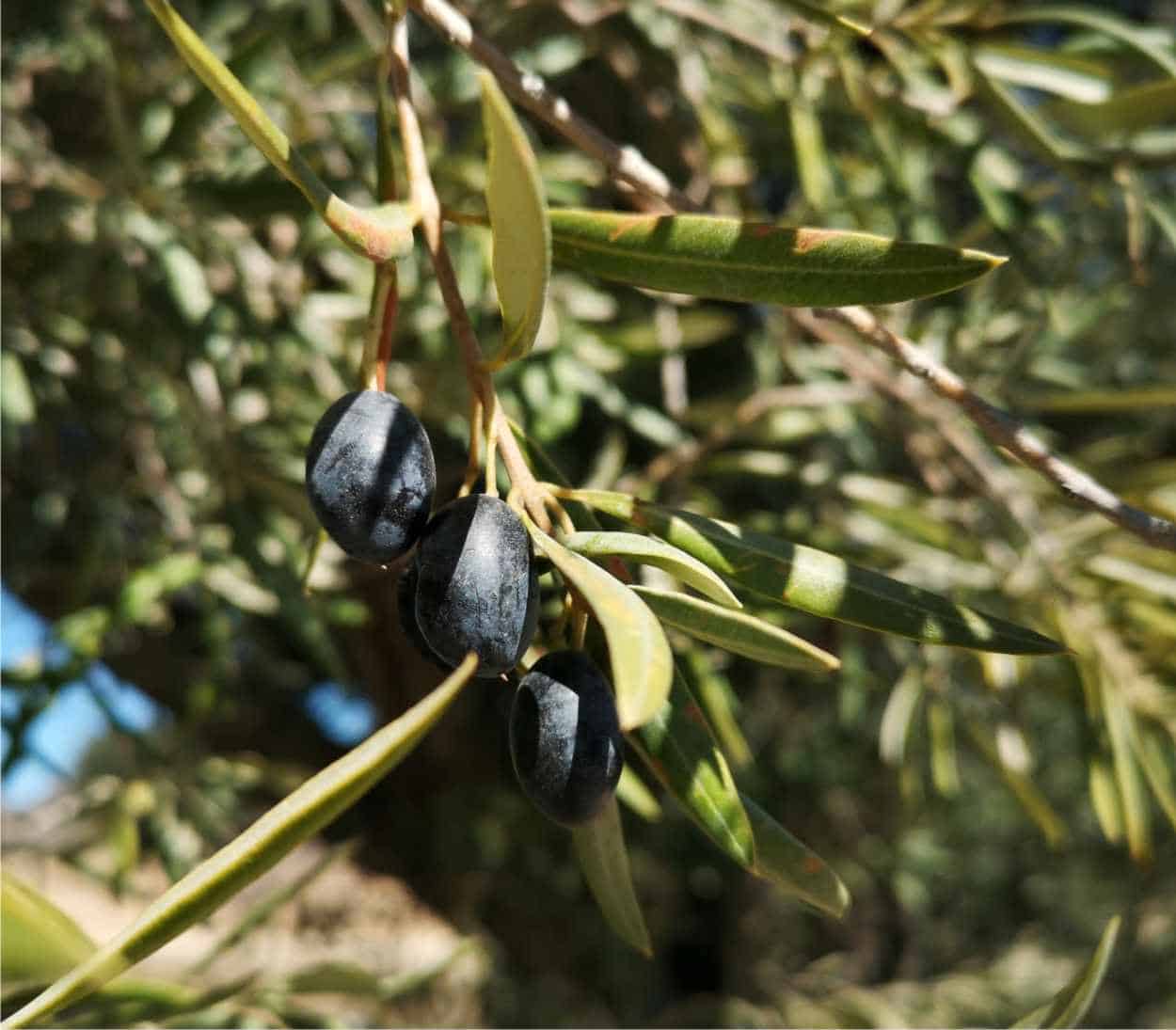 Rami di ulivo della cultivar Rotondella carichi di olive