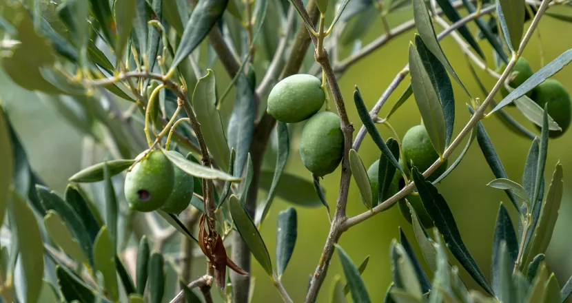Vasetti di olive verdi in salamoia pronte per la conservazione