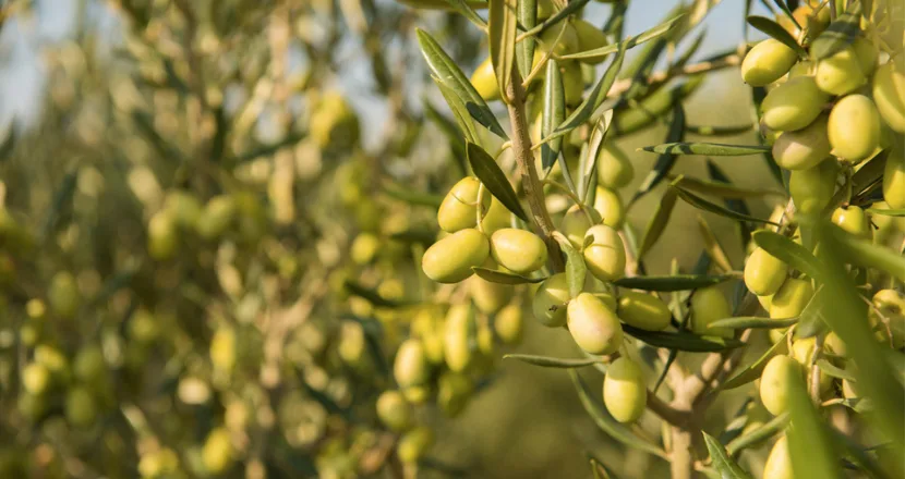 Olive Coratina appena raccolte, simbolo degli aromi varietali intensi di questa cultivar pugliese