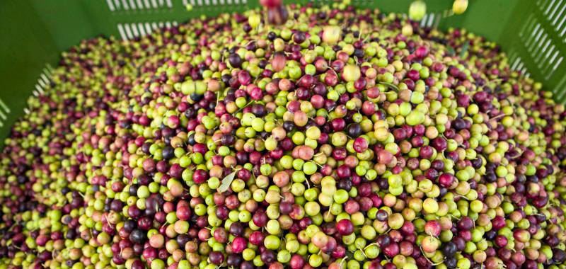 Cassette di olive appena raccolte in attesa di essere lavorate al frantoio