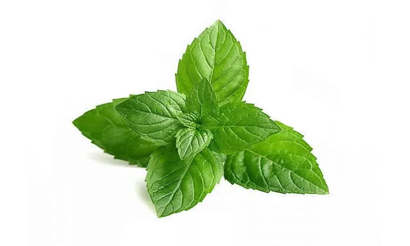 Bottiglia scura di olio extravergine aromatizzato alla menta con foglie fresche