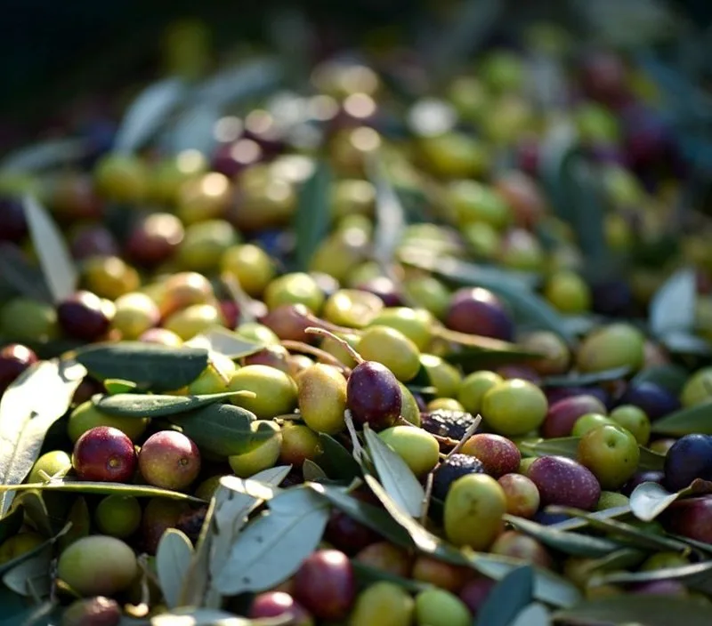 Rametto di olive Peranzana appena raccolte, la cultivar tipica di Torremaggiore