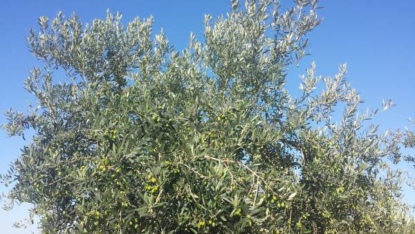 Uliveto pugliese con drupe mature pronte per la classificazione varietale