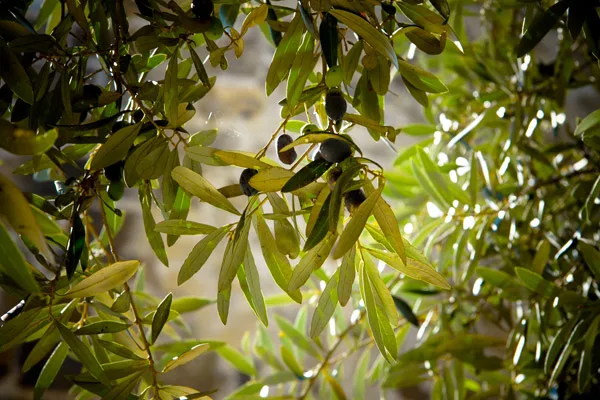 Rami di ulivo carichi di olive pronte per la raccolta, oggetto di un contratto di vendita sulla pianta