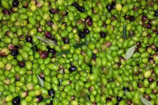 Cassette di olive da olio appena raccolte pronte per la vendita in Puglia