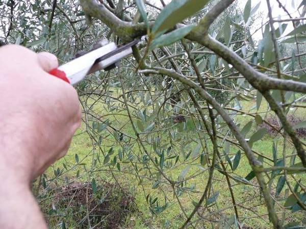 Ramo di ulivo potato in un uliveto pugliese