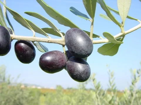 Olive in maturazione sulla pianta, tipiche delle cultivar della Daunia